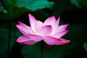 Pink Lotus flower on a pond.