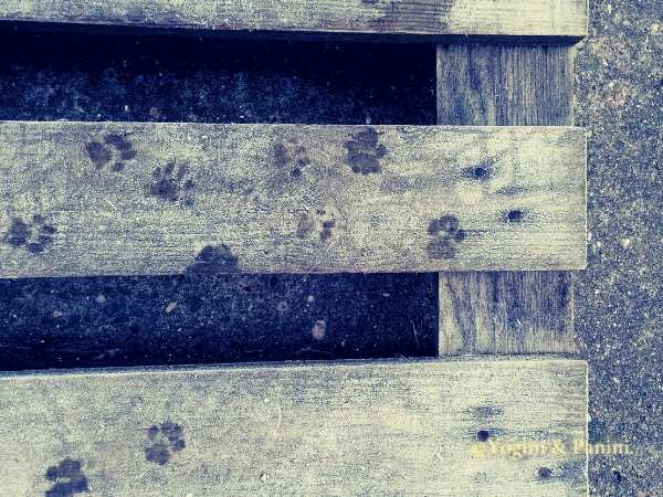 Yoga Cat's Random Footprints